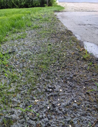 Grass - before