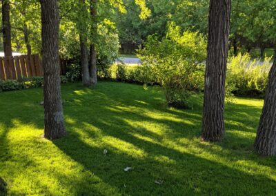 healthy lawn